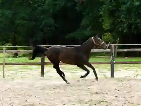 ubiscus du favray galop a faux