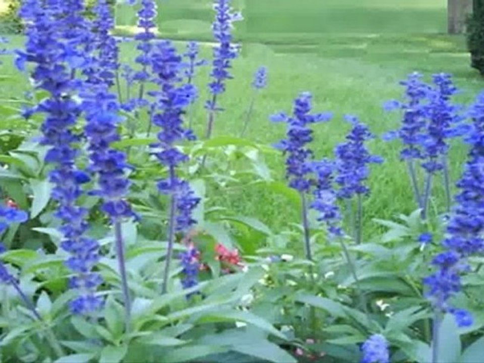 North York Real Estate - Cadmus Road