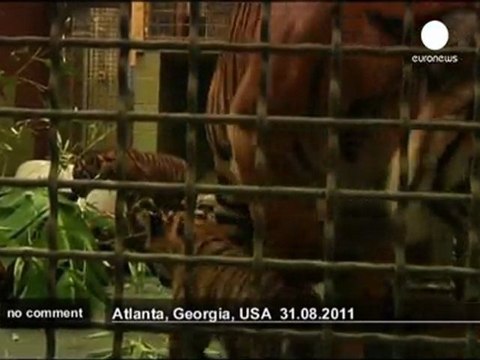 Etats-Unis : Deux bébés tigres de Sumatra... - no comment