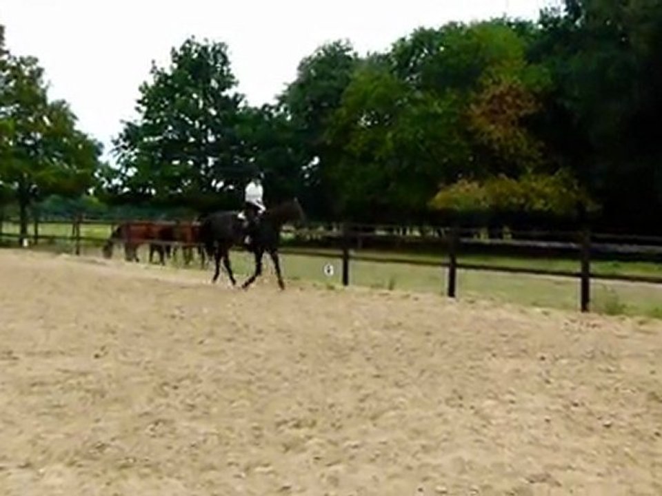 ubiscus essais monté trot