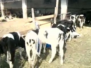 istanbul canlı hayvan pazarı tel: 0546 851 6657