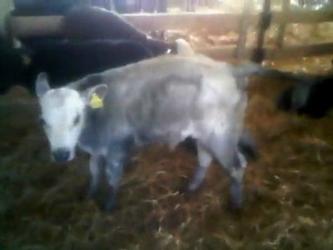 KARS HAYVAN PAZARI TEL: 0546 851 6657 KARS CANLI HAYVAN PAZARI