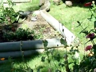 California Quail In our Condo Gardens.