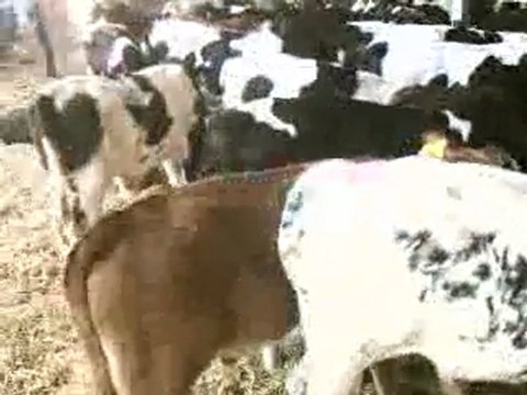 HAYVAN PAZARI AFYON TEL: 0546 851 6657