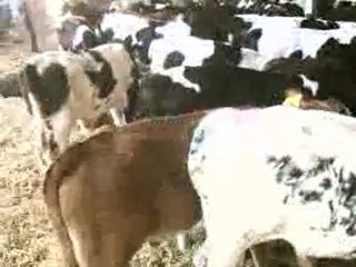 HAYVAN PAZARI AFYON TEL: 0546 851 6657