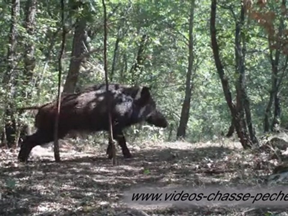 Sanglier mâle de jour - Bushnell Trophy Cam Security ref. 119467