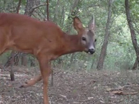 Chevreuil mâle 1 bois de jour - Bushnell Trophy Cam Security 119467