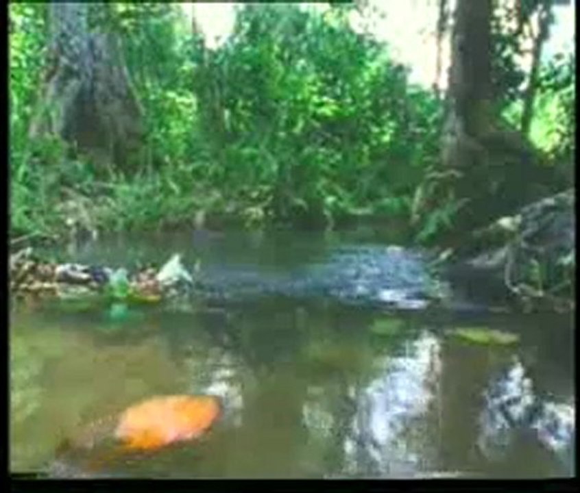 Deniz taşımacılığı yapan bitkiler