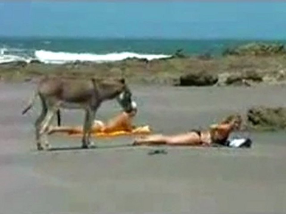 Eşeğin suçu ne? CeRyRaN