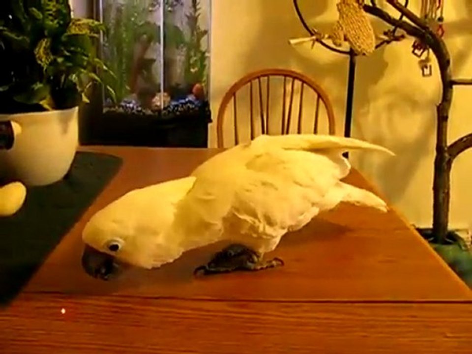 Parrot Confused By Laser Pointer
