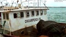 Pesca de Rayas - Buque Chiarpesca 56