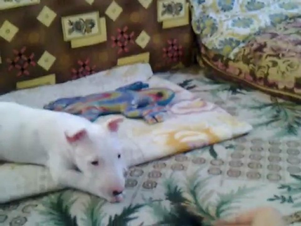 Bullterrier - Lena...!!!