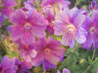 Mustafa Sağyaşar _Aşk bu değil_