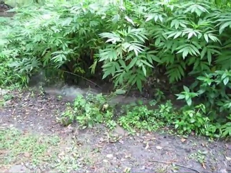 Birth of a spring