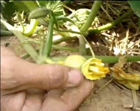 Emmanuel, producteur Potager City en Isère, vous explique comment s'effectue la pollinisation.