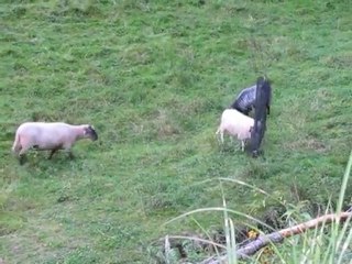 Les  moutons ne sont pas des anges