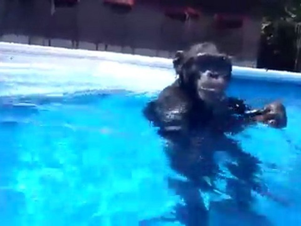 Chimpanzé Plongeur :o)