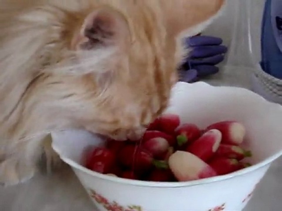 Vive la cuisine !