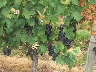 JT de Vendée agricole TV du 02 Septembre 2011