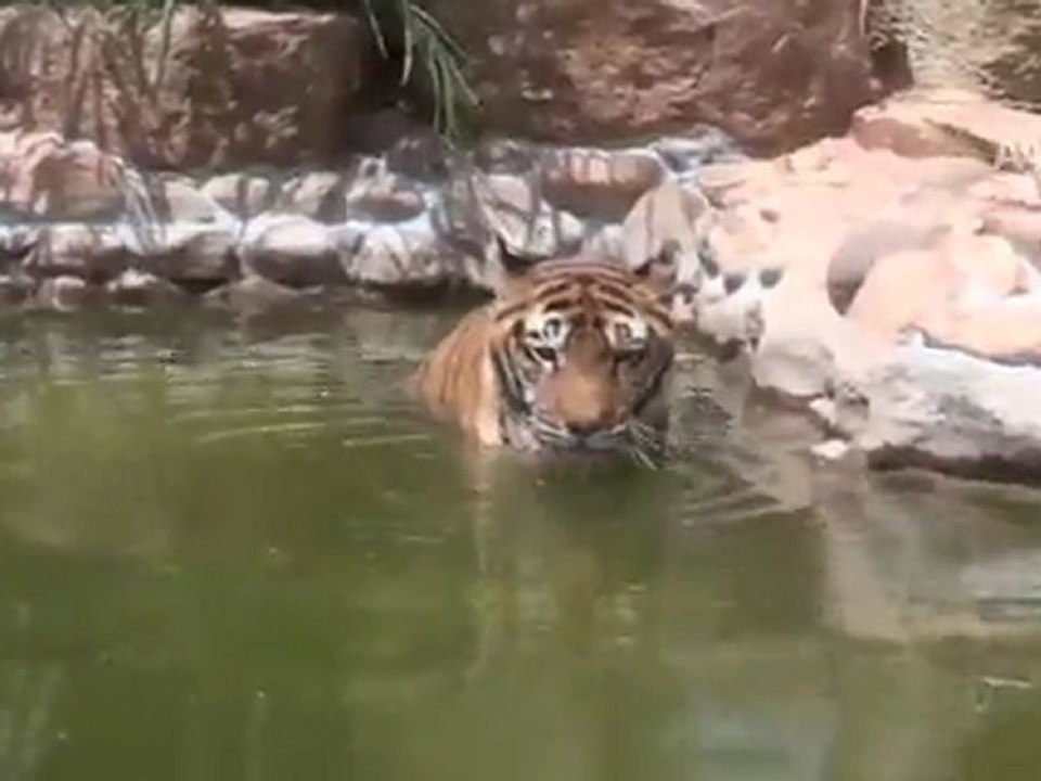 İsyan hayvanat bahçesini de vurdu