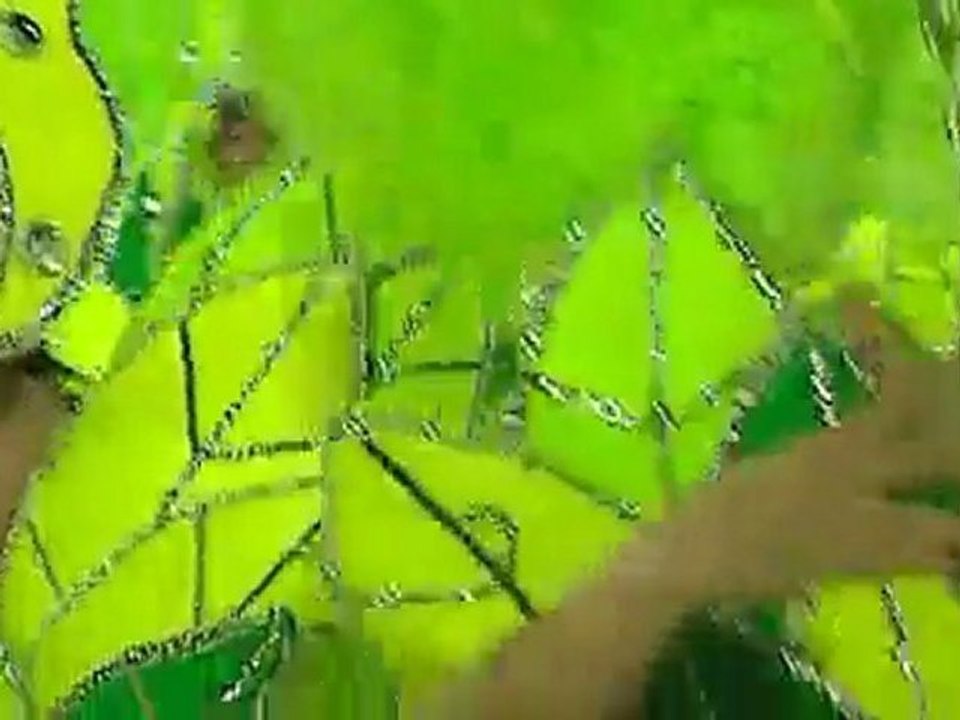 Brésil. Salsa, samba, cariocas.