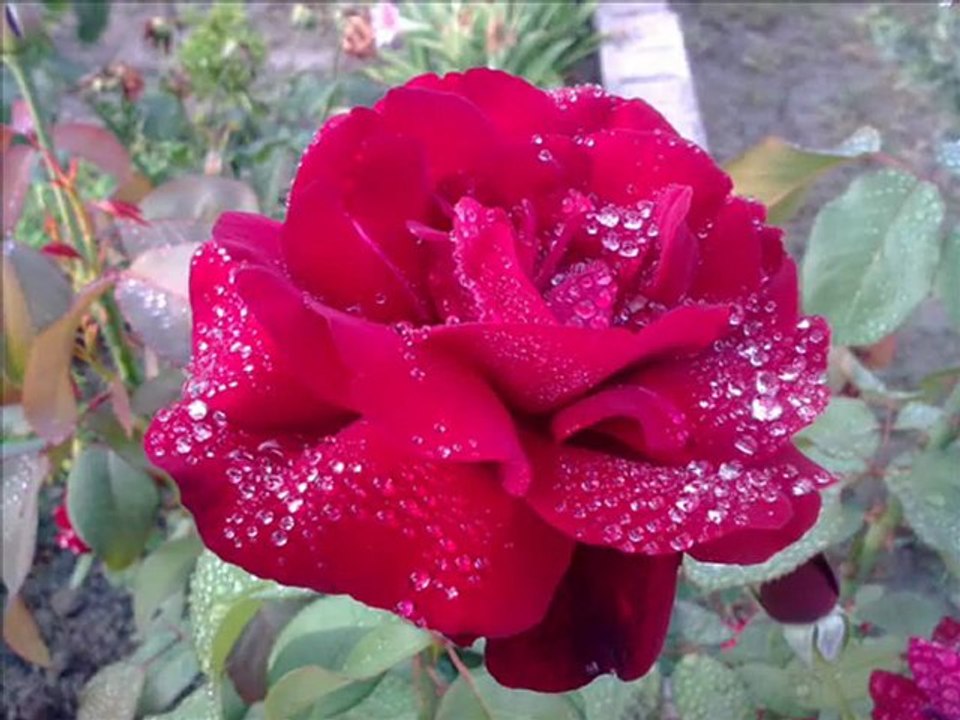 mığır çiçekleri