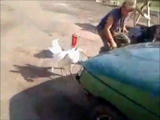 Bande-annonce le Zapping de Dji #5