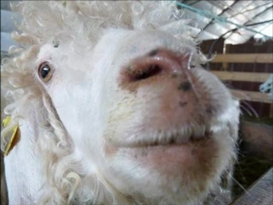 matt vs ballboy part 2