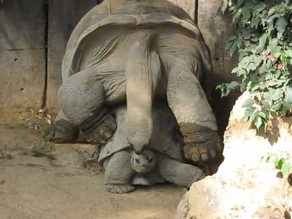 tortue en pleine action