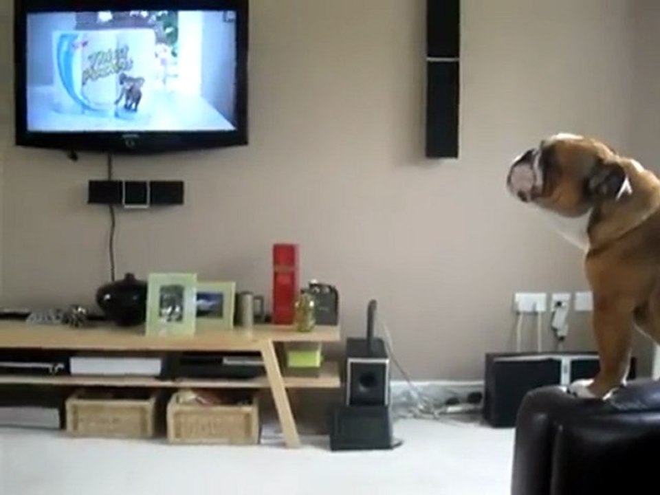 Bulldog thinks it’s an elephant