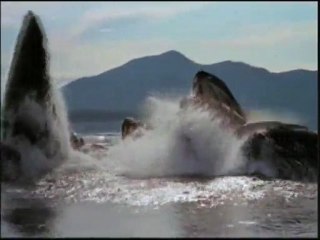 Harun Yahya TV - Whales