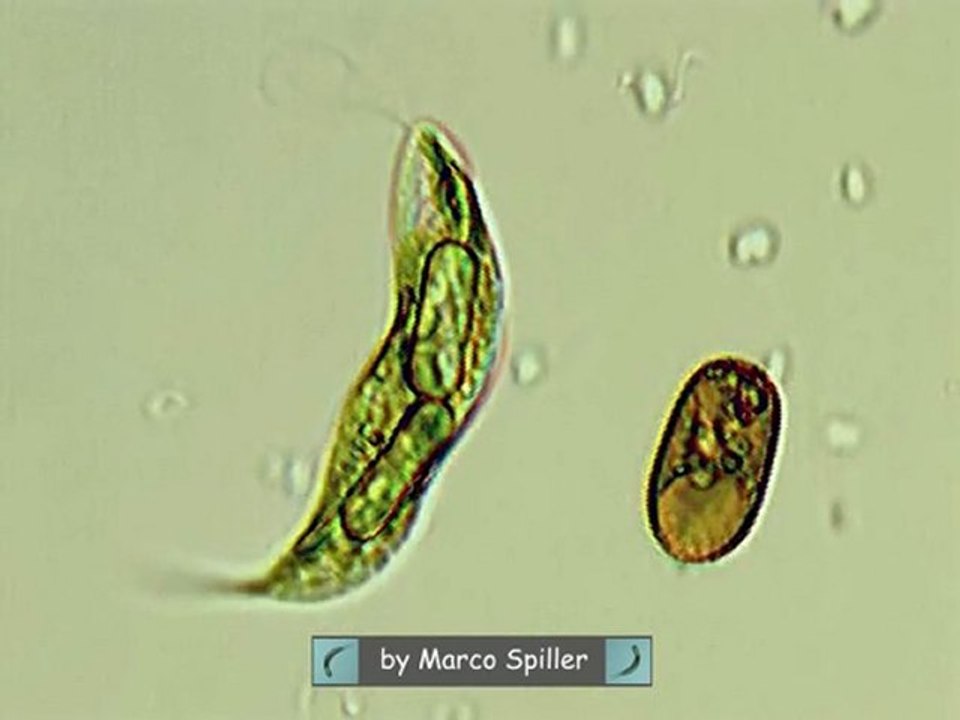 Euglena tripteris