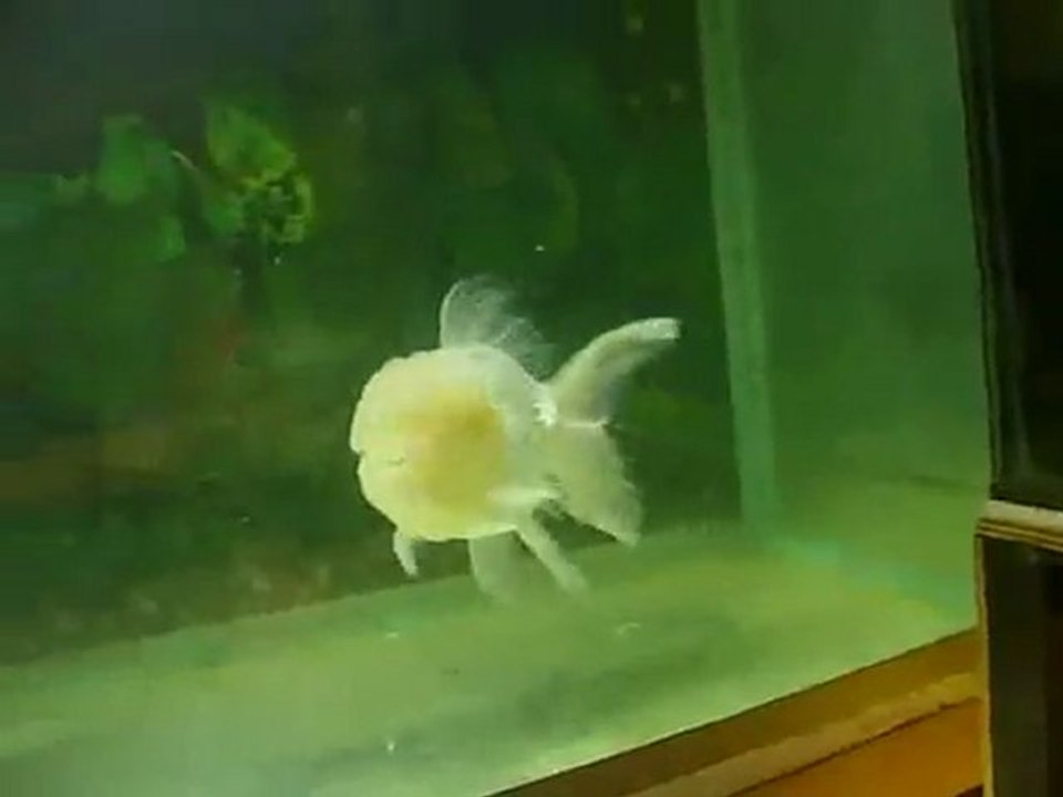 goldfish before the operation