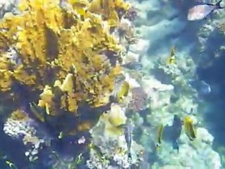 les fonds marins de marsa Alam