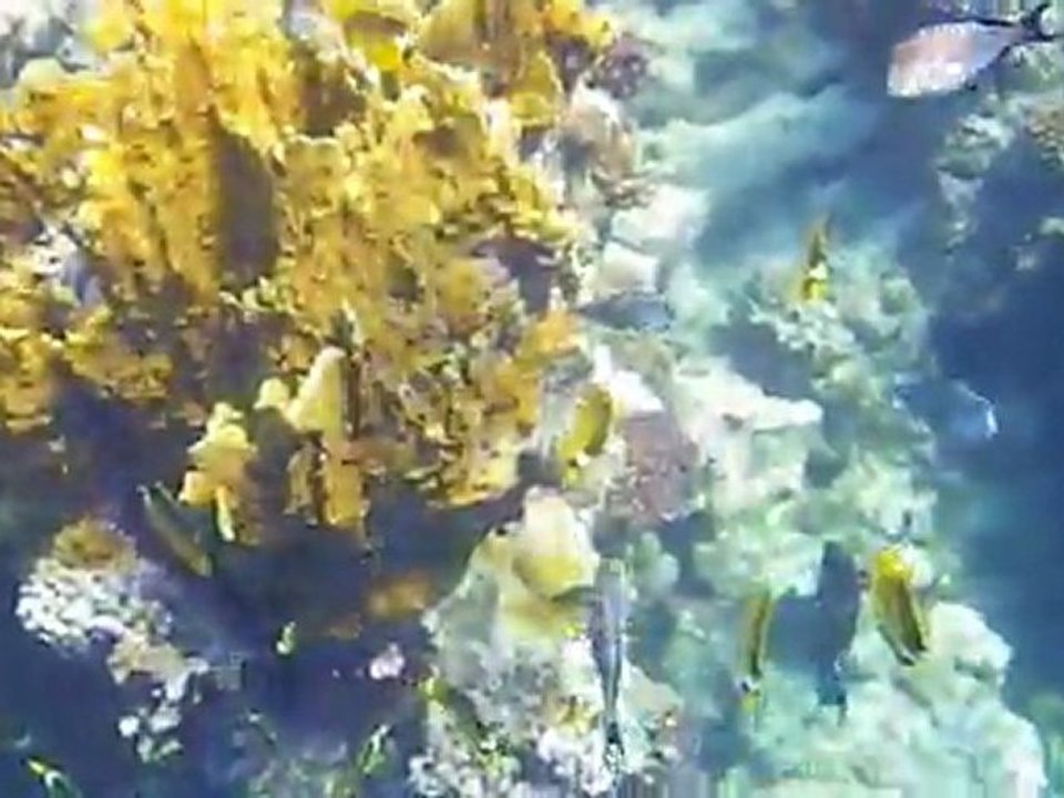 les fonds marins de marsa Alam