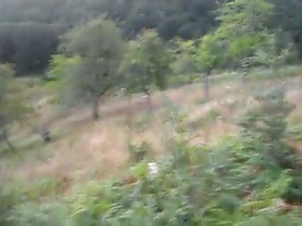 Bıldırcın AVı 2 ...yalnız kurt 57 28-08-2001