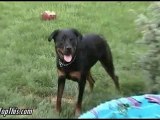 Rottweiler getting all wet and cute