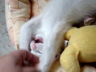 mimi 1 er jour en garde