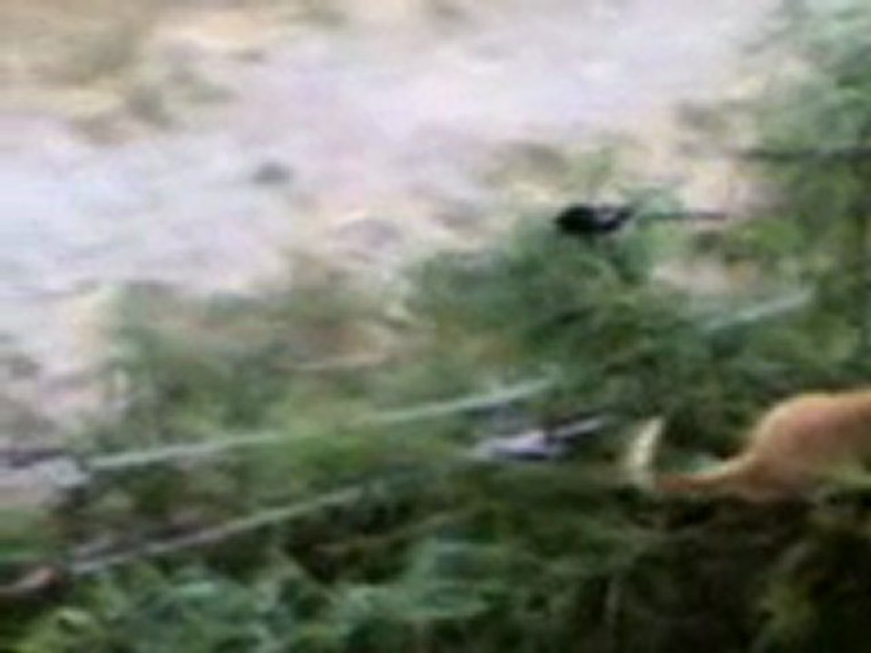 kediliev.com Saksağanlar kediye saldırıyor