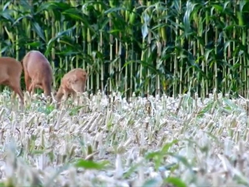 La famille chevreuil