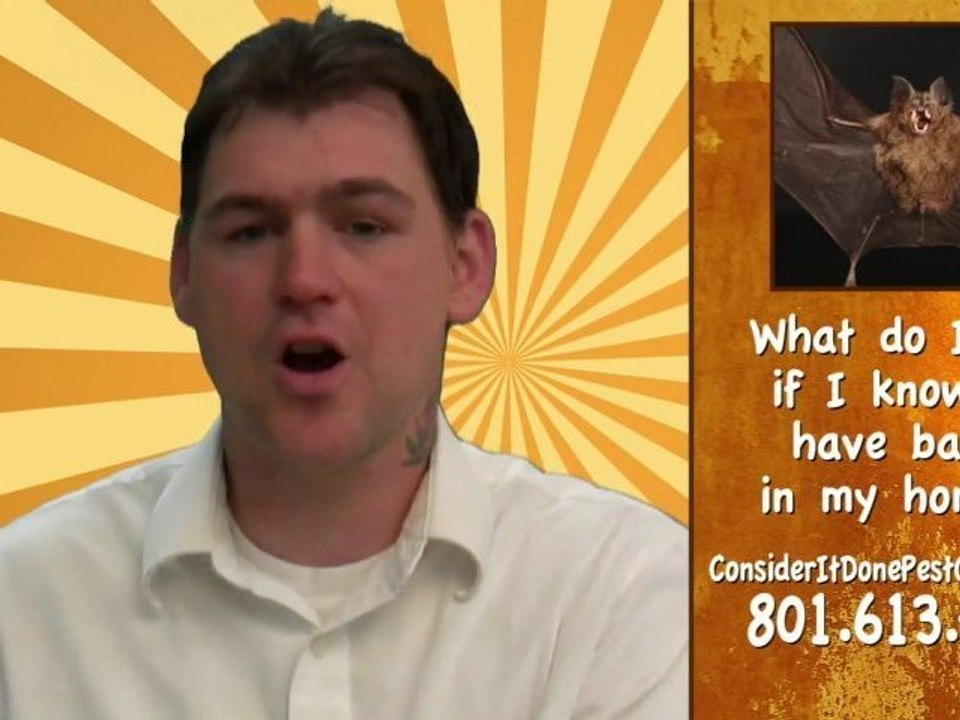 Pest Control Layton - How do you get rid of bats