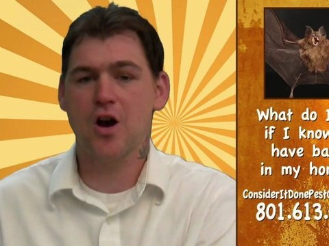 Pest Control Layton - How do you get rid of bats