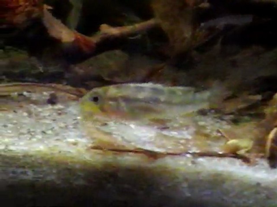 wapisana