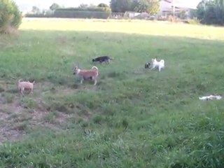 ELEVAGE DES PETITS AZTEQUES