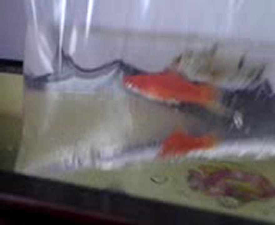 3--balık-cinsiyet ve tür belirleme