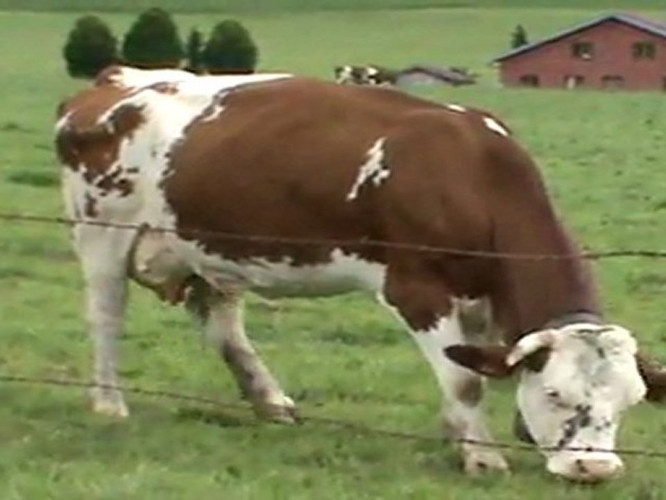 M2U00053 VTT James Circuit 86 29.aout.2011 Concerto pour Vaches