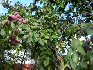 Hanki luumupuu puutarhaasi taimikauppiaan talonmiespalvelun kautta