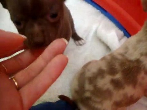 chihuahuas 5 semaines / 5 bébés chichi