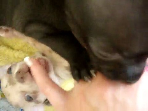 chihuahuas 5 semaines / 5 bébés chichi / 2 ème vidéos