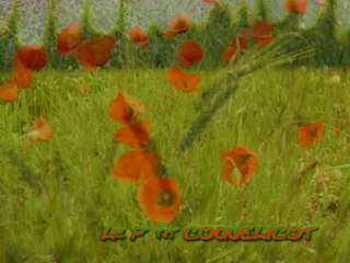 COMME UN  P'TIT COQUELICOT